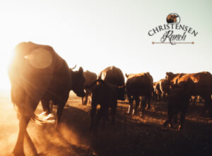 Cattle at Christensen Ranch