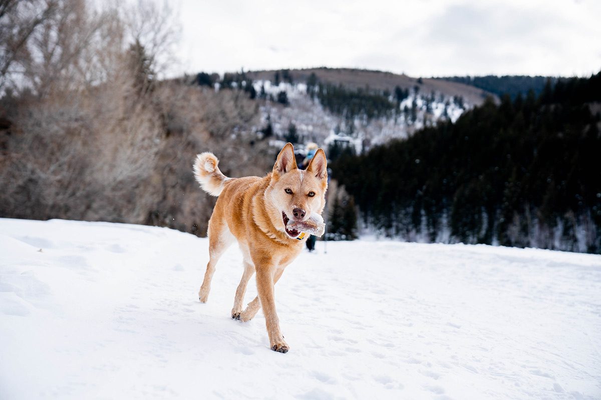 Dog, Hazel Terrado, runs along a nordic ski path.